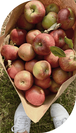 Viele frisch gepflückte Äpfel in einer Papiertüte