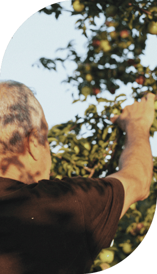 Mann mit schwarzem T-Shirt pflückt Äpfel vom Baum