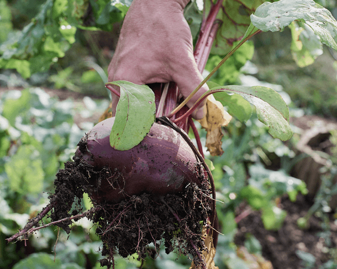 Die Kraft der Roten Bete – Was das heimische Superfood alles kann